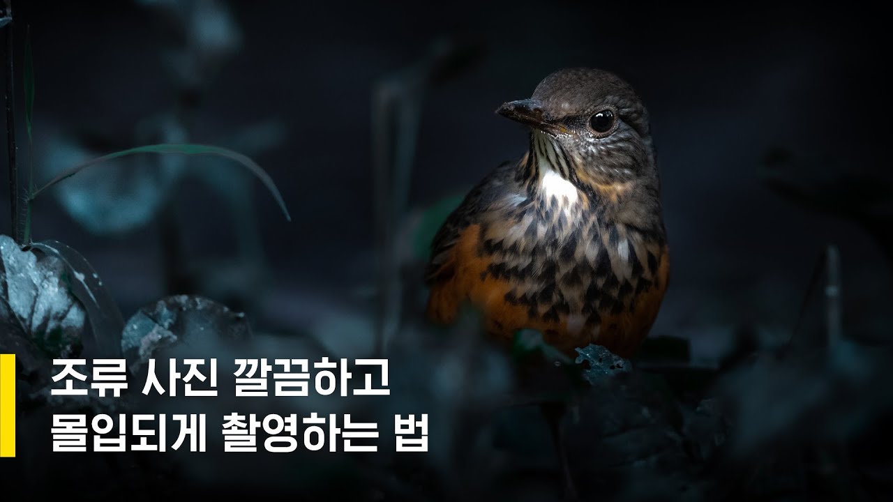 조류사진 깔끔하고 몰입되게 촬영하는법  / 김서진 작가
