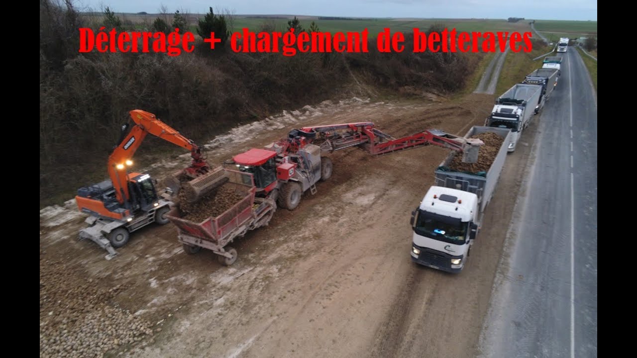 Chantier de déterrage et chargement de betteraves.