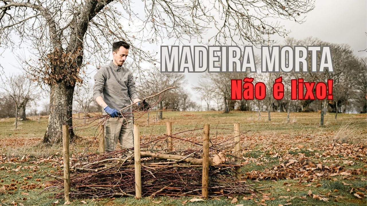 #3 O Sonho Transmontano | Madeira morta🪵