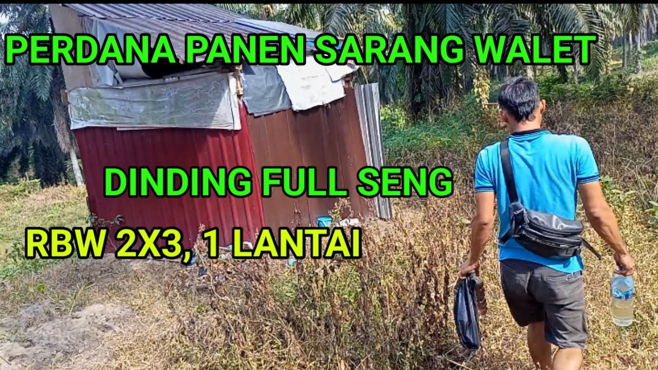 Perdana panen sarang walet rbw 2x3. 1 lantai. Full dinding seng