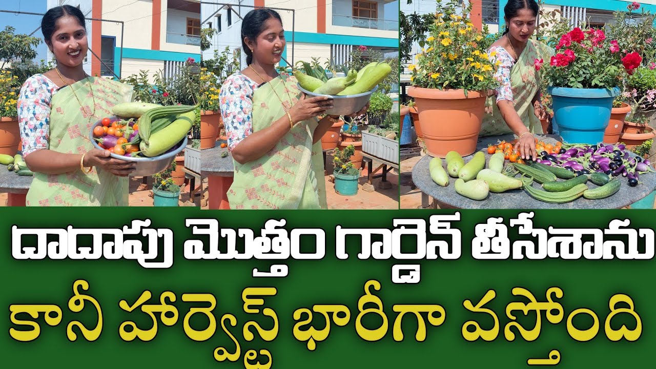 Miracle Harvest in my Garden| 38 Drumsticks in small Container| I removed Half Garden 🏡