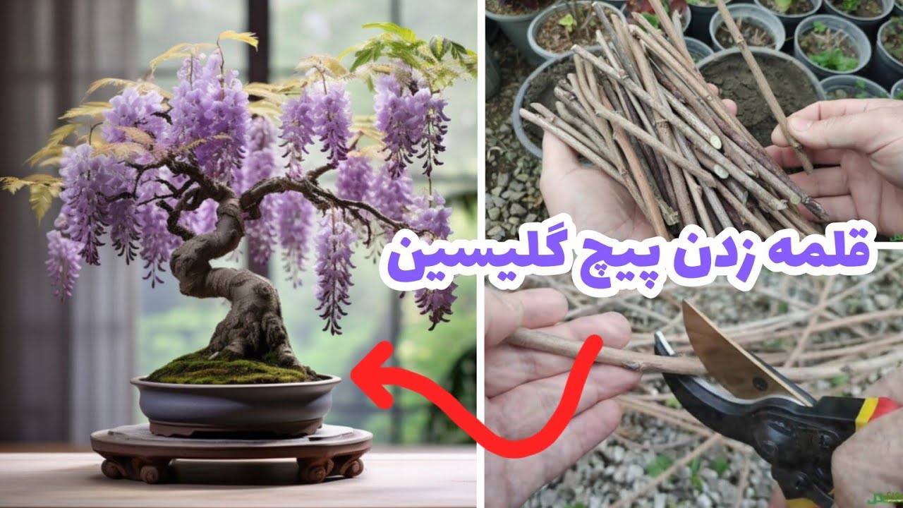 نحوه تکثیر و قلمه زدن پیچ گلیسین یا گلایسین / قلمه زدن گل ویستریا / باغبانی با منصوری گل