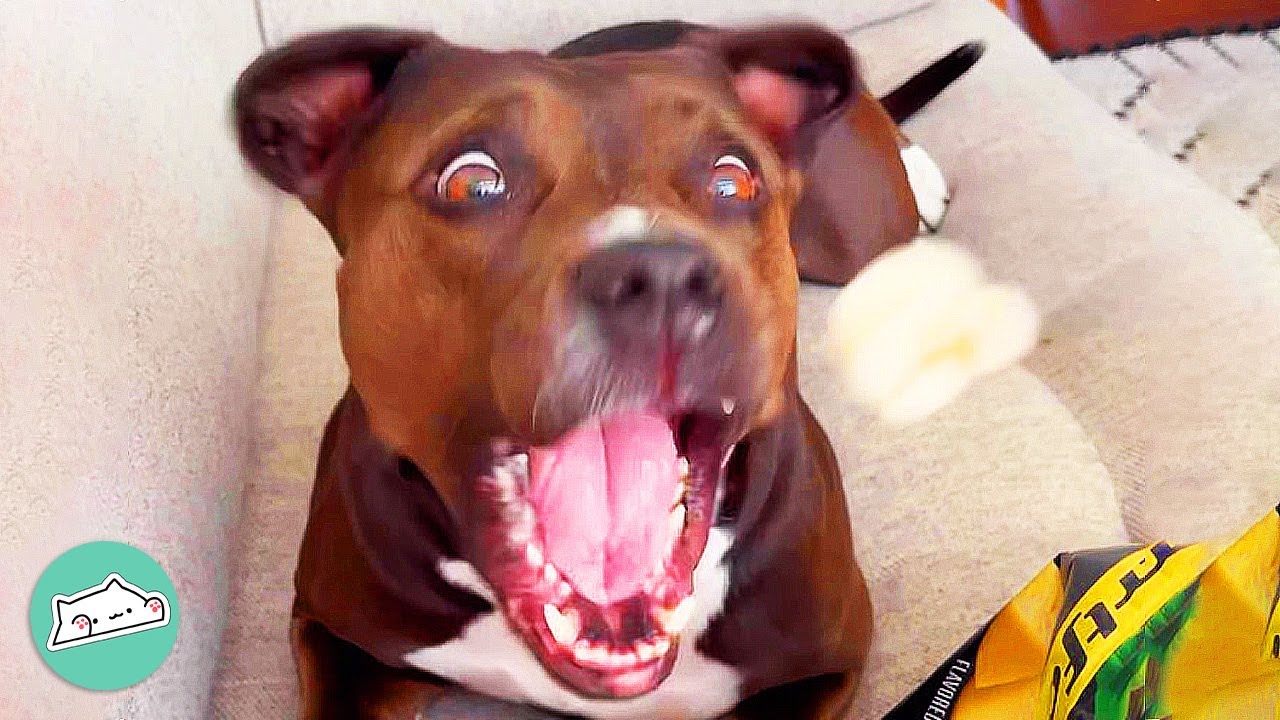 People Get Spooked by Pitties Energy But She Too Darn Cute | Cuddle Pitties