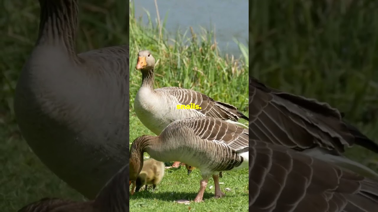 Geese Have Secret Teeth! 🦢