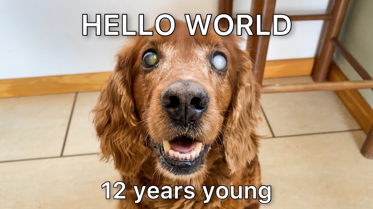 Day In A Life / 12 Years Old Dog