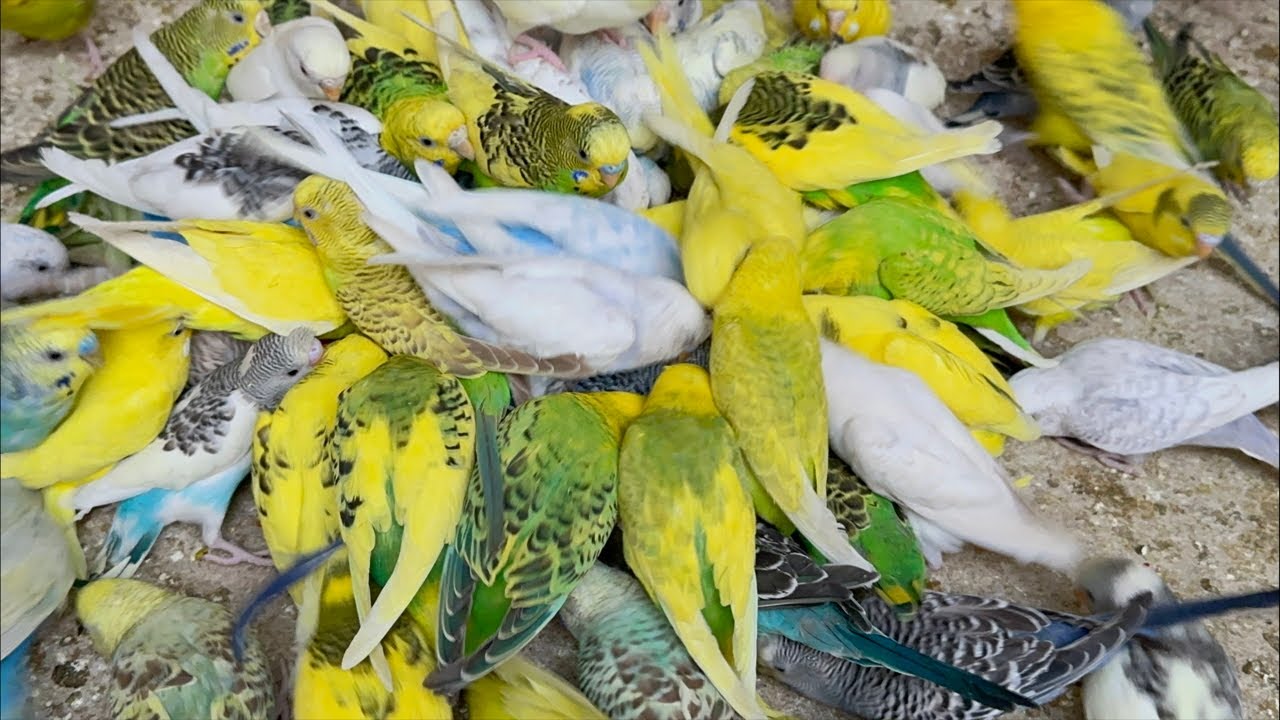 Most Hungry Budgies Getting Evening Diet Treat Feeding Chicks And loud sounds 😁😉