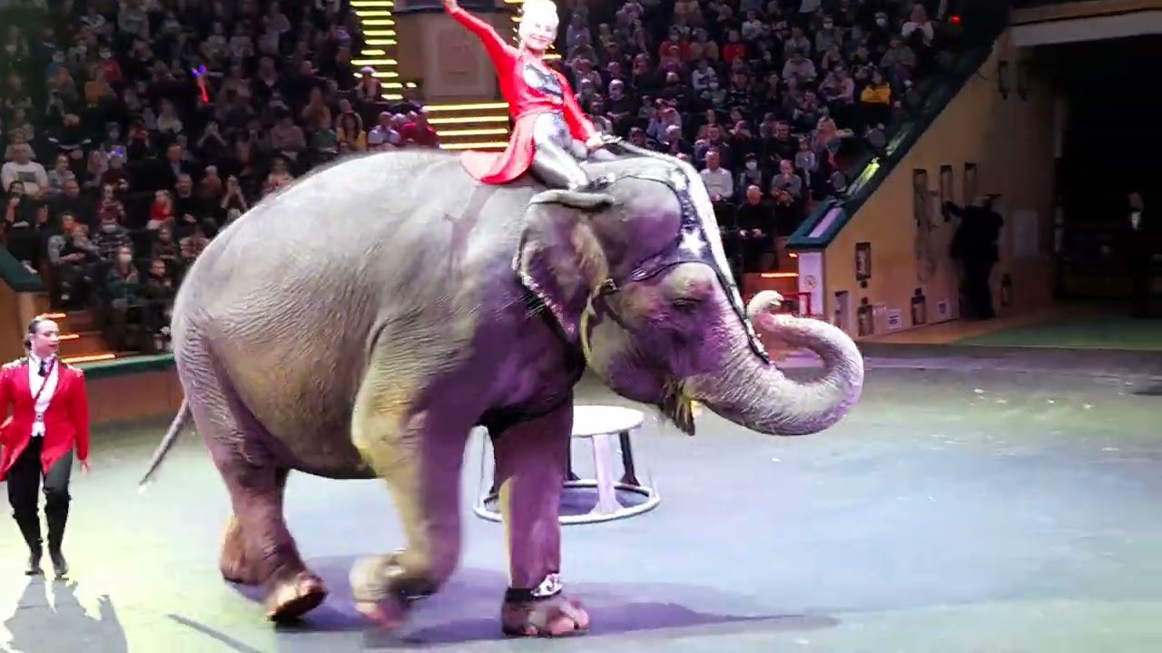Цирк. Минск. 2022. Zirkus in Minsk.