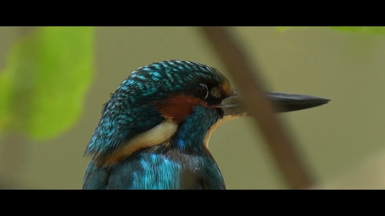 PÁJAROS RIBERA MANZANARES 1