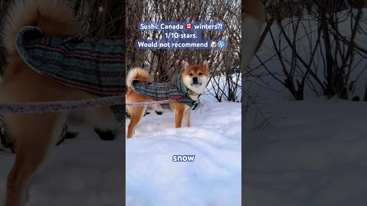 Reviewed by Sushi!🐶 