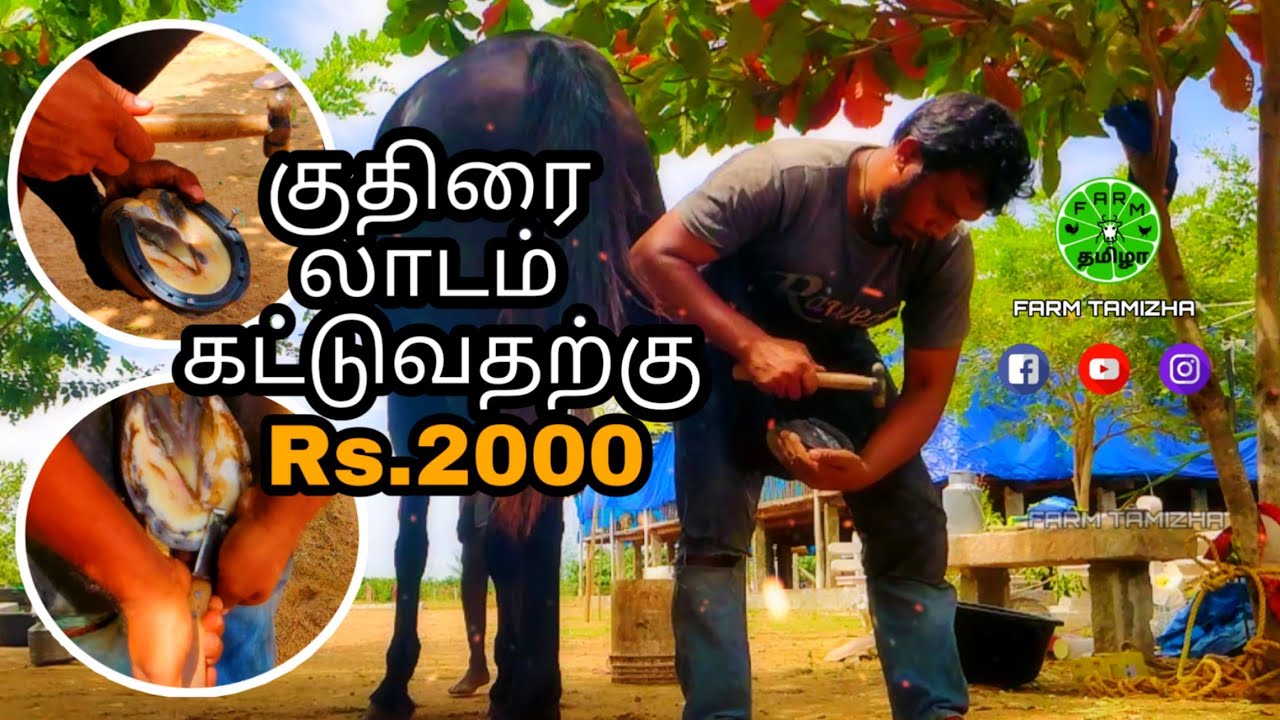 Horse series # 7 | குதிரை லாடம் கட்டும் முறை | Horseshoeing |