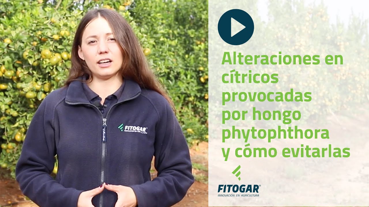 Alteraciones provocadas en cítricos por hongo Phytophthora y cómo evitarlas