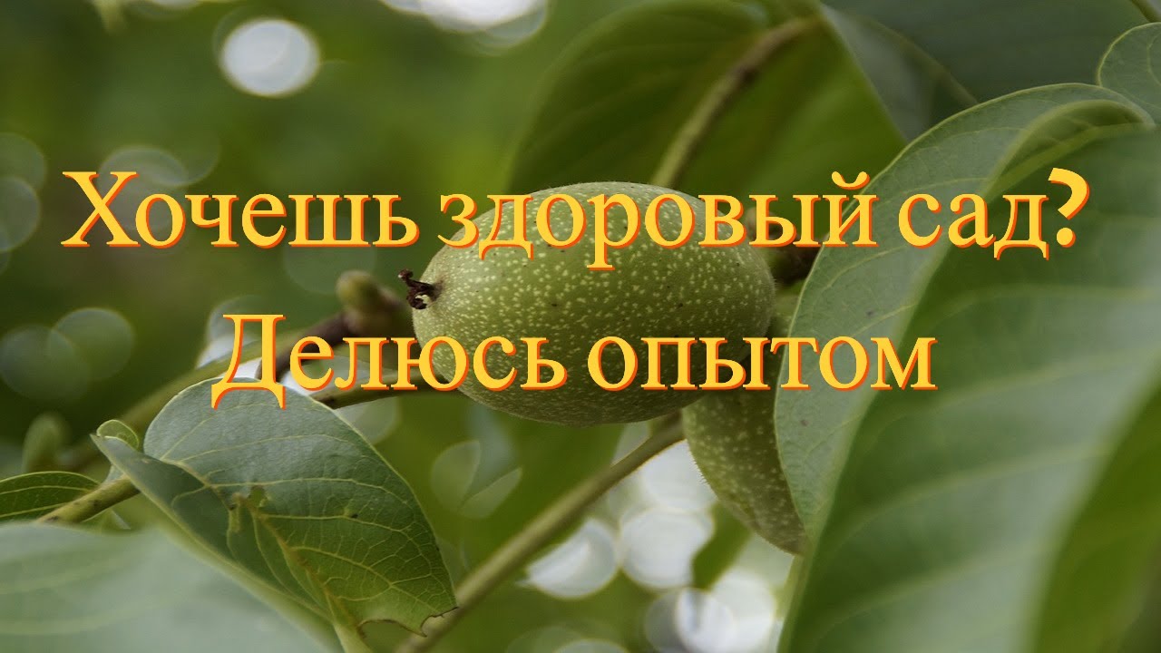 Грецкий Орех. Биоорганическая подкормка. Часть2. №2