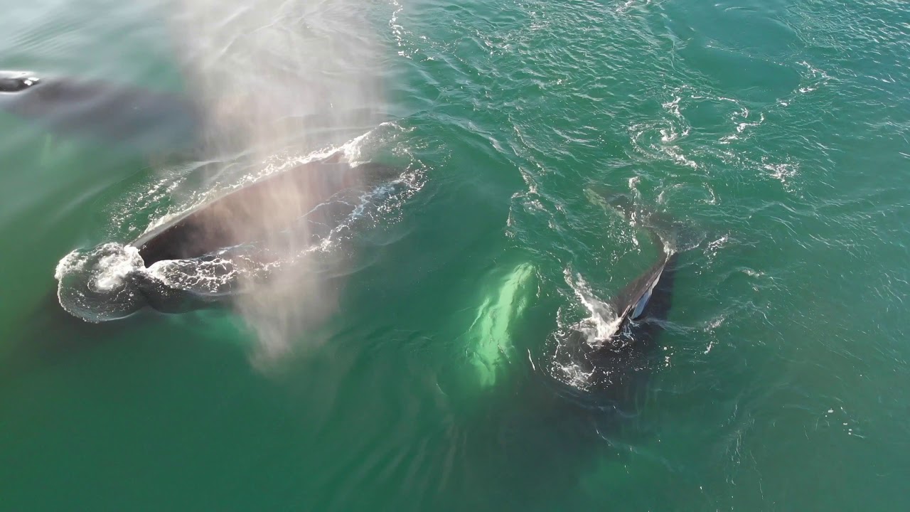 Colorful Greenland - Flying over whales (4K) - July 2018