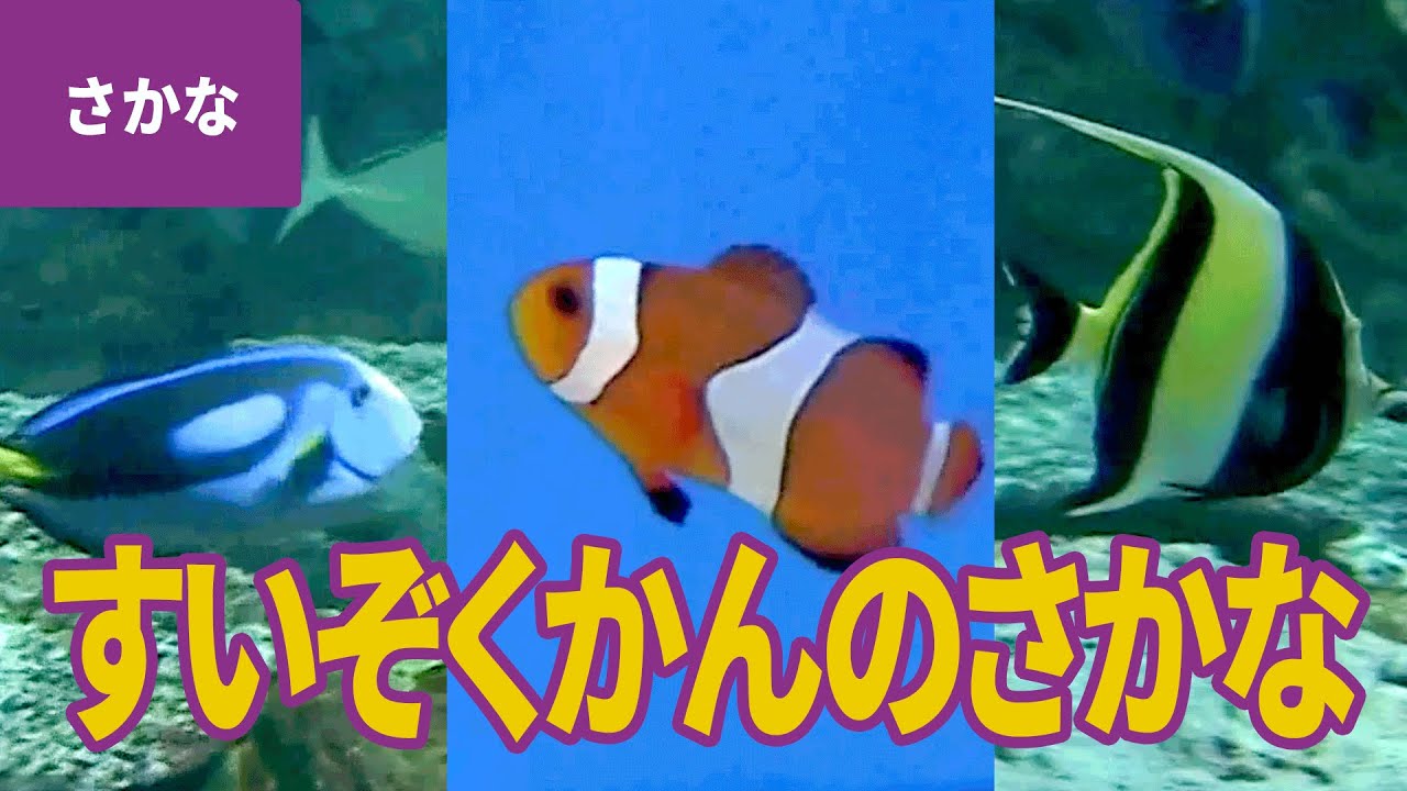 水族館の人気者【水の生き物（1）】カクレクマノミ／メガネモチノウオ／ナポレオンフィッシュ／イソギンチャク／ルリスズメダイ／キイロハギ／スミレナガハナダイ／フレンチエンゼル／コンゴウフグ 他