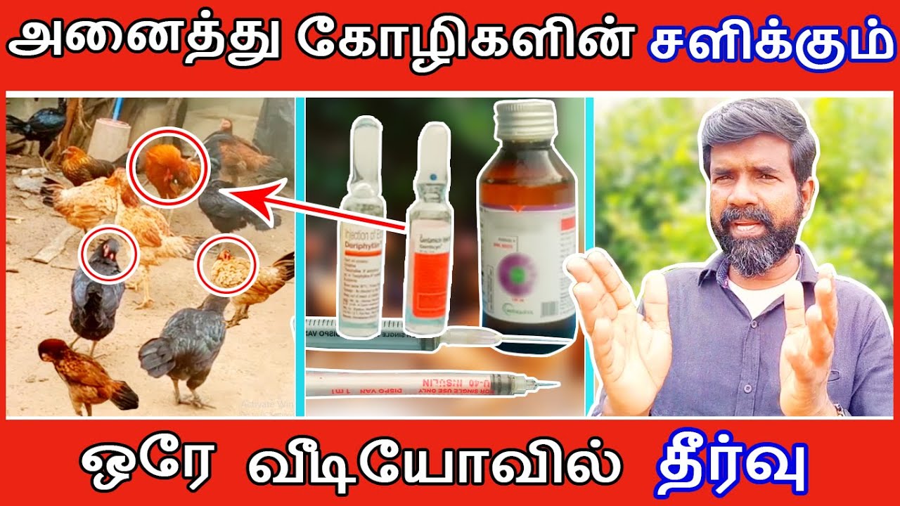 கோழிகளின் அனைத்து சளிக்கும் ஒரே வீடியோவில் தீர்வு | TAMIL | GUNA NATTUKOZHI PANNAI