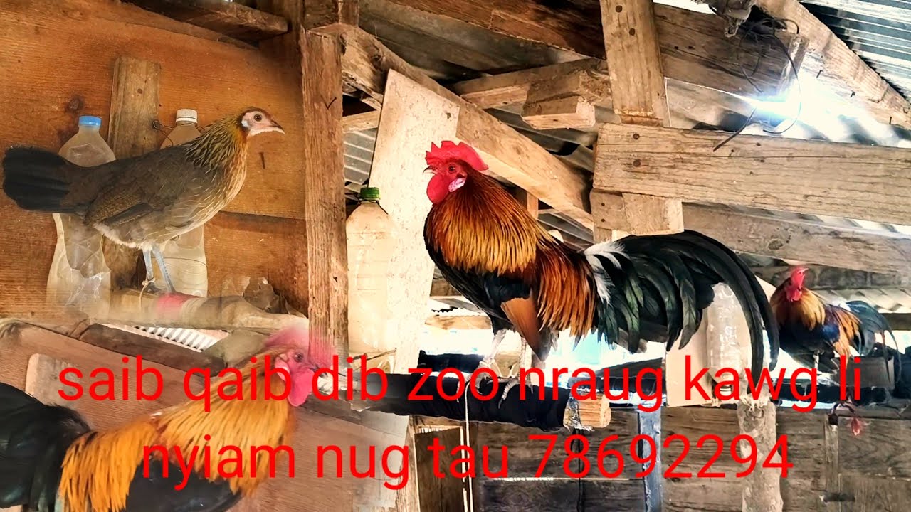 Saib qaib dib dawb ntsej zoo nraug kawg li 