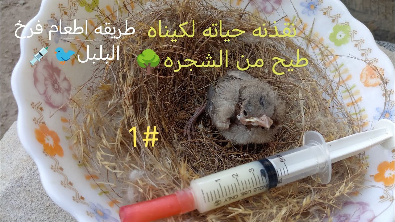 طريقه تربيه افراخ البلابل