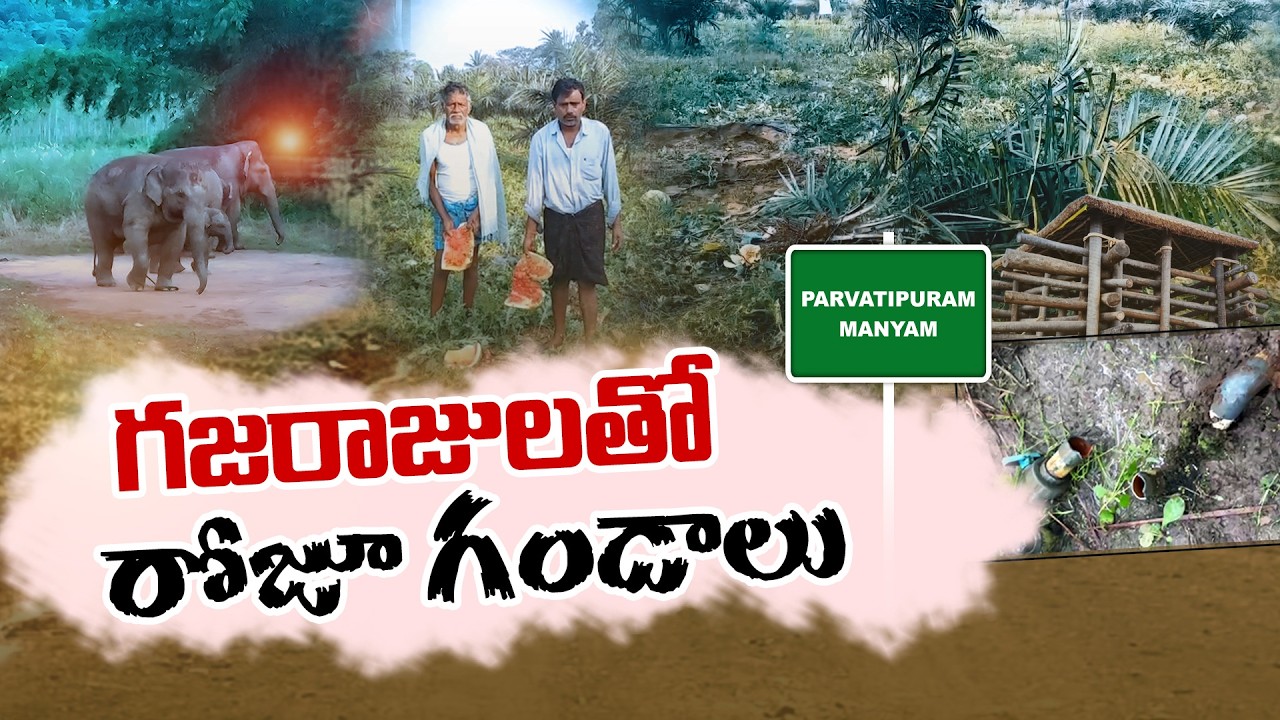 Elephant Menace Terrorizes Parvathipuram Manyam District | Claiming 12 Lives || Idi Sangathi
