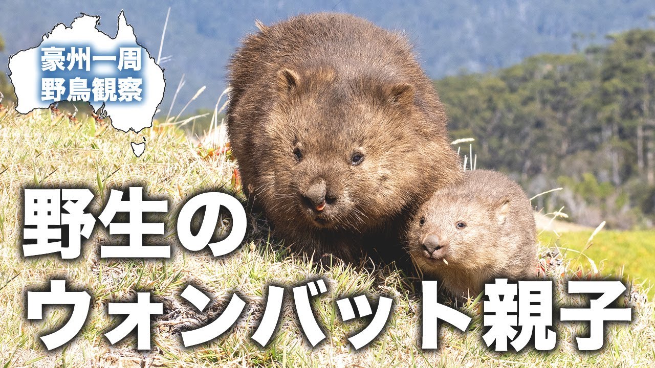 タスマニアで見つけた野生のウォンバット親子