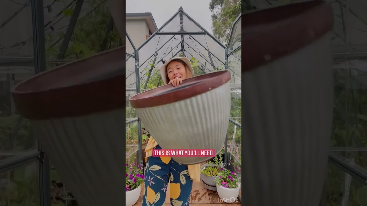 How to pot a dwarf lemon tree