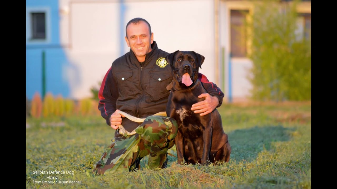 Srpski odbrambeni pas O.C.D.Hana Serbian defense dog O.C.D.Hana 28.9.2014.- 10.2.2025. R.I.P.