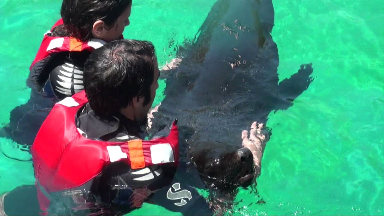 Baño con osos Marinos | Faunia