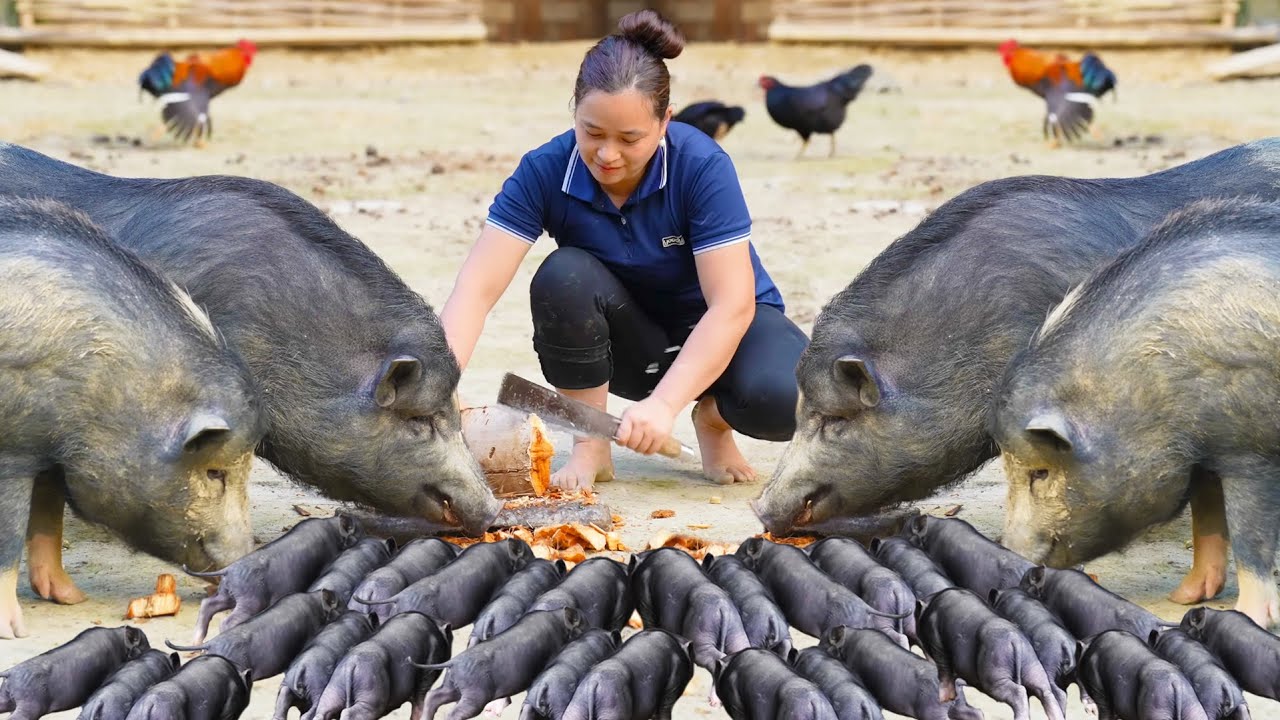 How to Cook food for Giant Pigs & Piglets from Fishtail Palm Tree Trunk | LTC - Free Bushcraft