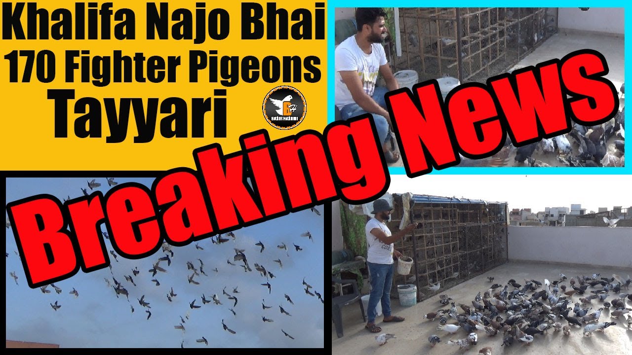 Breaking News Ustad Amir Bank Talim Khalifa Najo Bhai 170 Pigeons Amazing Fighting Kabooter Larrayya