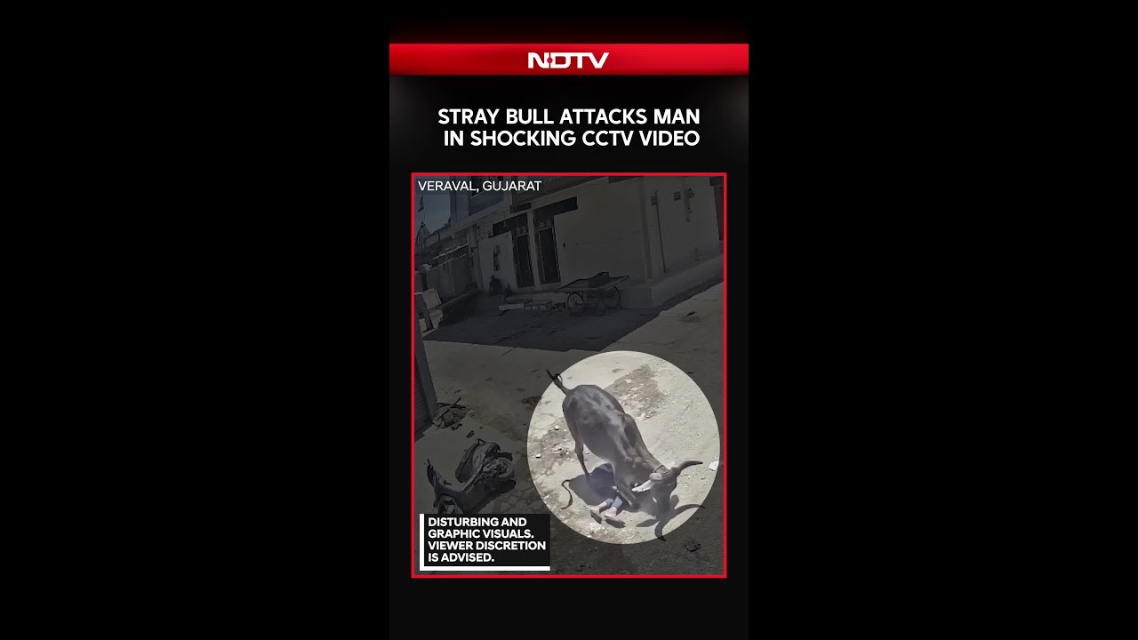 On Camera: Stray Bull Attacks Man In Gujarat, CCTV Captures Horror