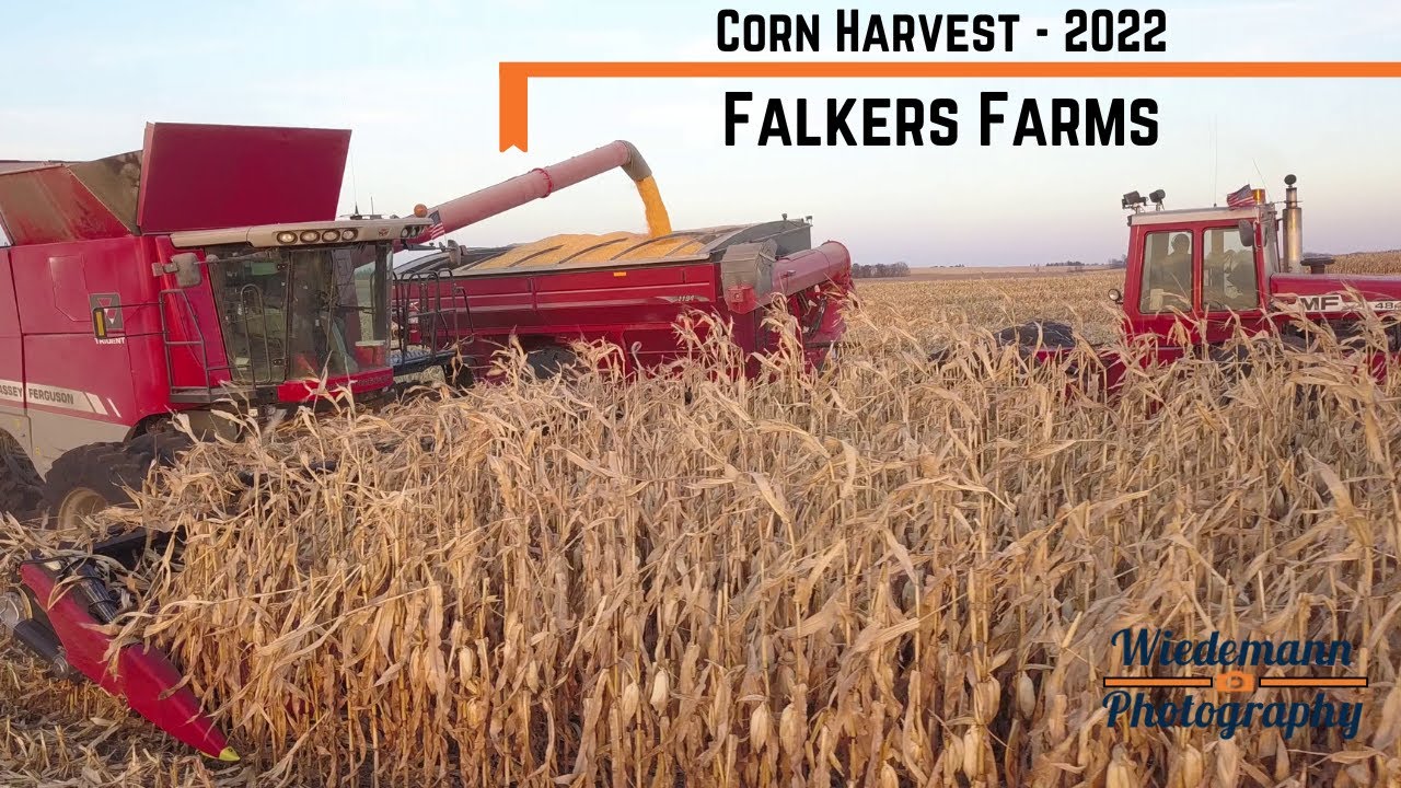 Deer Sighting at Falkers Farms Corn Harvest 2022?