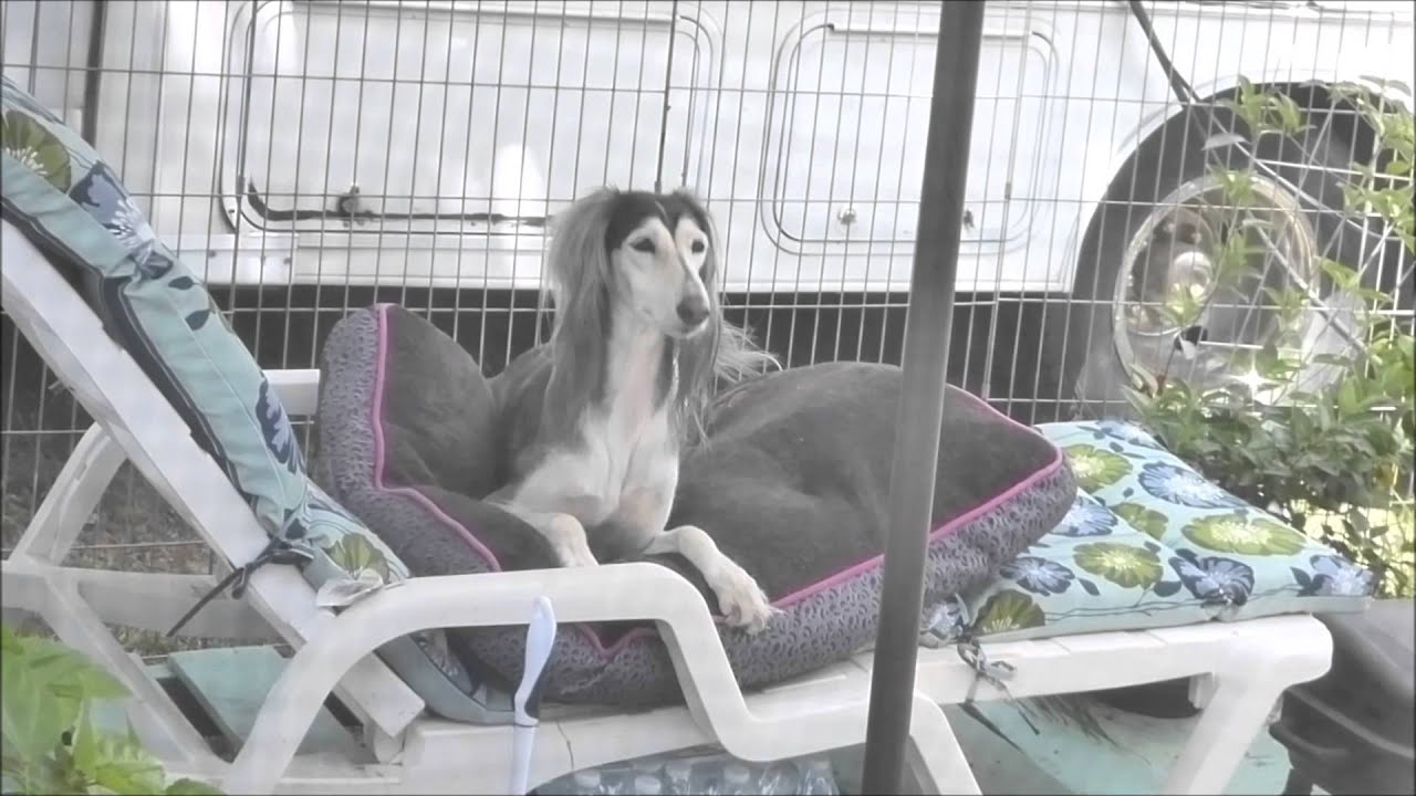 Fulltime RVing   Birdie The Saluki Chillaxin