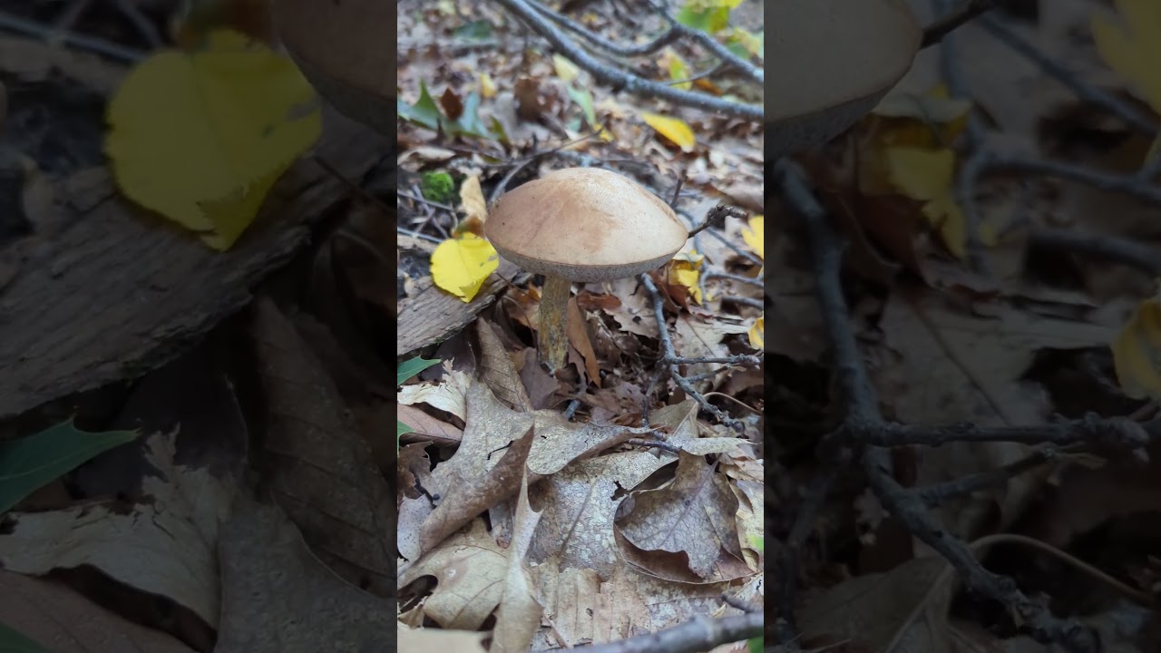 Smooth Birch Bolete Is So Pretty