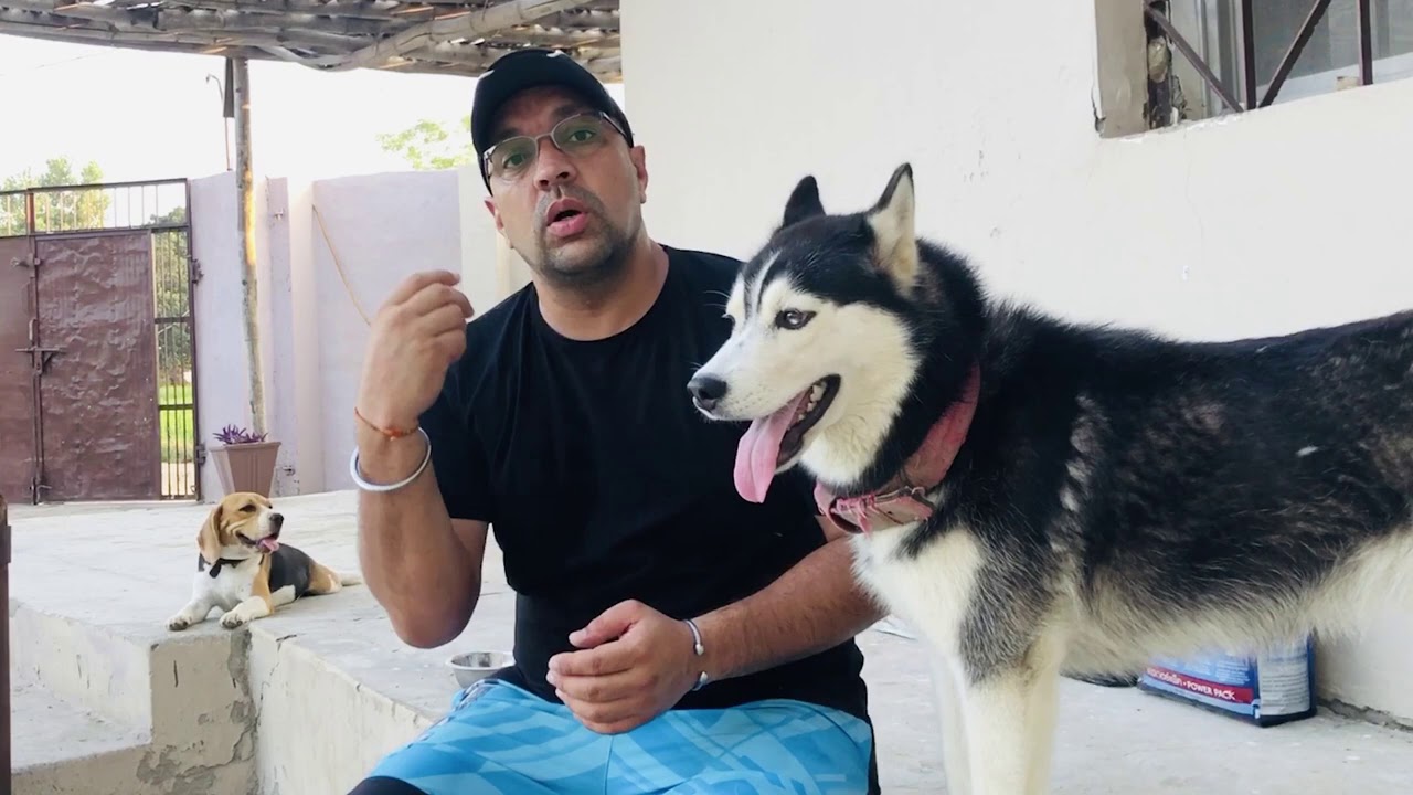 Livertonic for Dogs - 5 Reasons Why You Should Give Your Dogs Livertonic - Bhola Shola