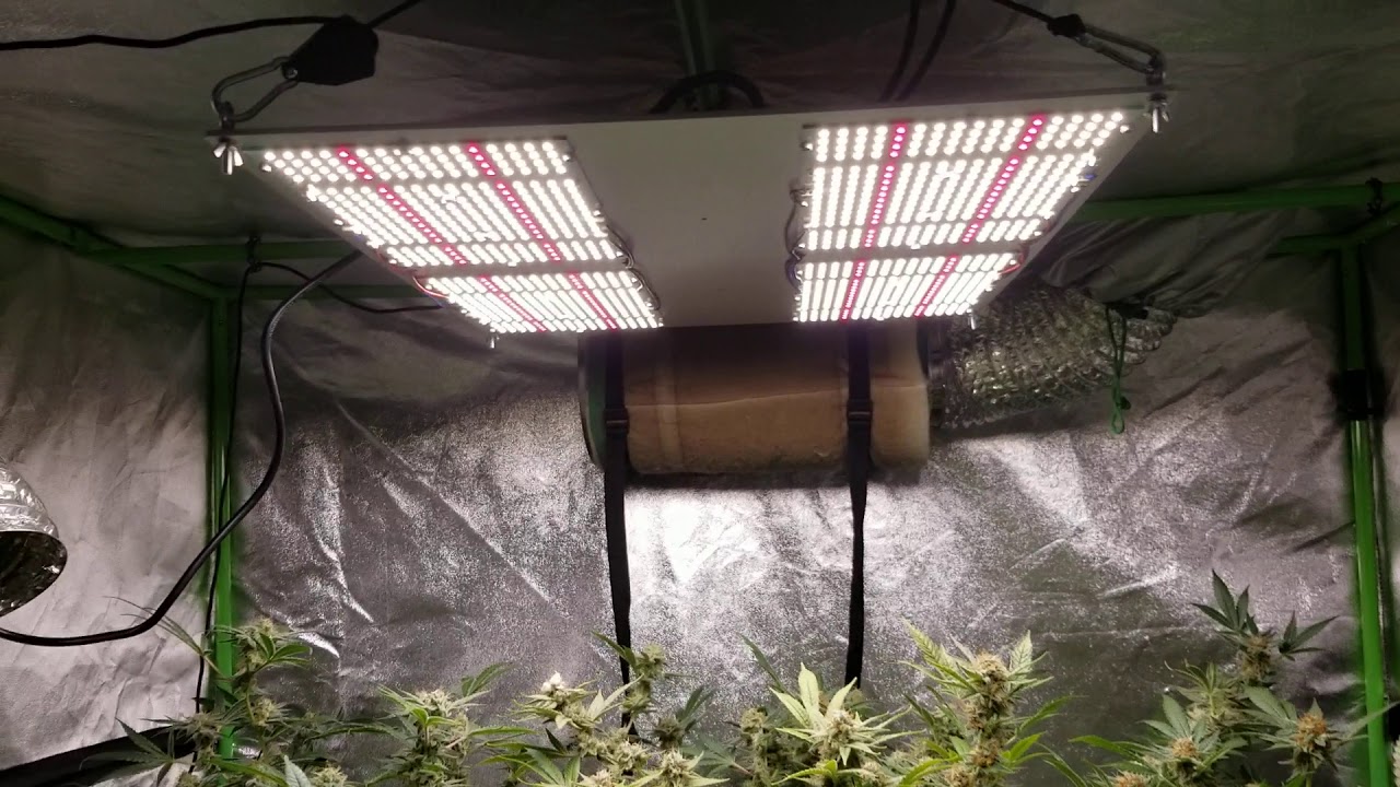 Geeklight 480 watt lm301h baboon shark day 45