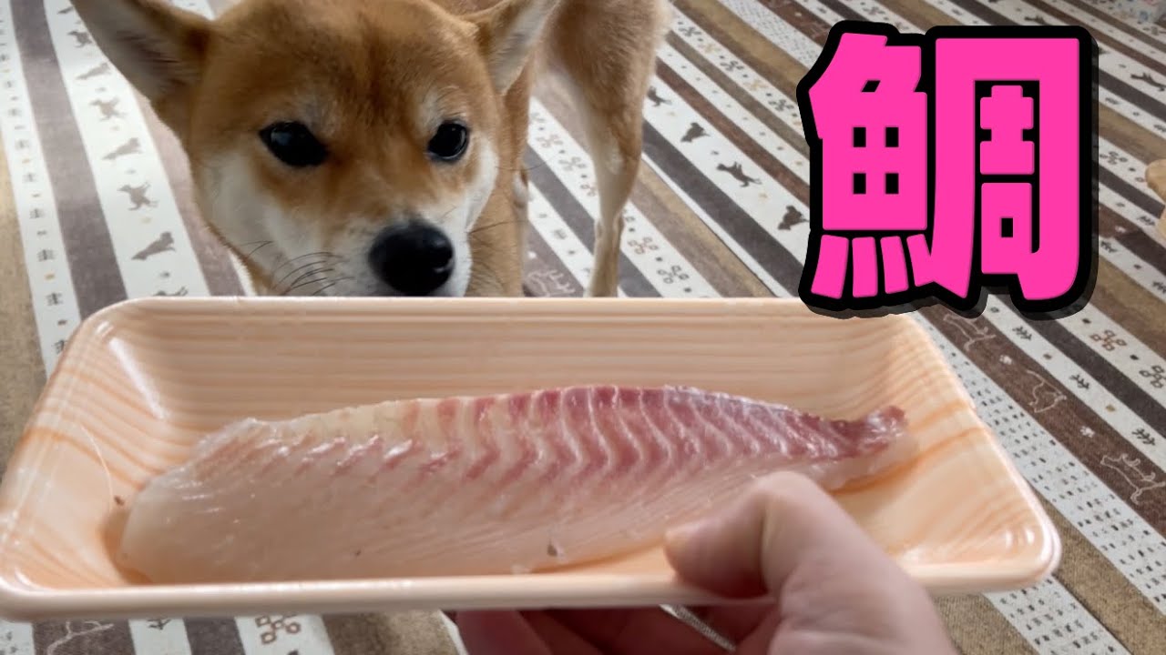 お初の鯛のお刺身をいただきまーす　柴犬小夏　ASMR