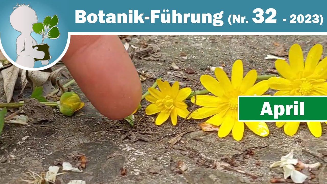 Scharbockskraut, Gefleckte Taubnessel & 🐰 Ostergru&szlig; 🥚 - Wildkr&auml;uter im April (Botanik-Wissen)