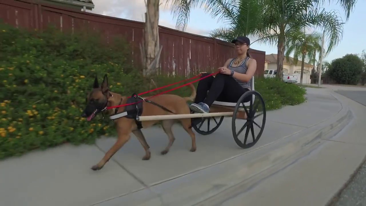 Dog Chariot