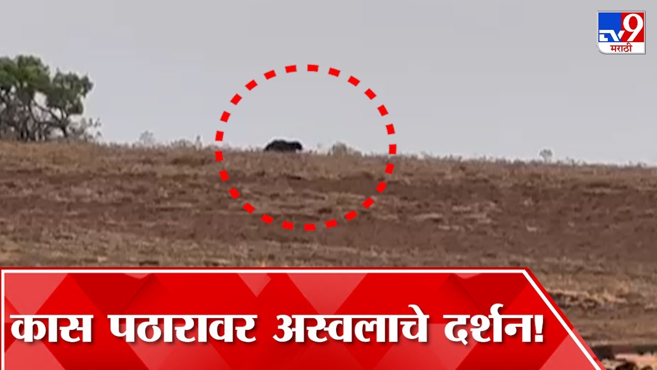 Satara Bear Video | कास पठारावर अस्वल धावतानाचा व्हिडीओ कॅमेऱ्यात कैद