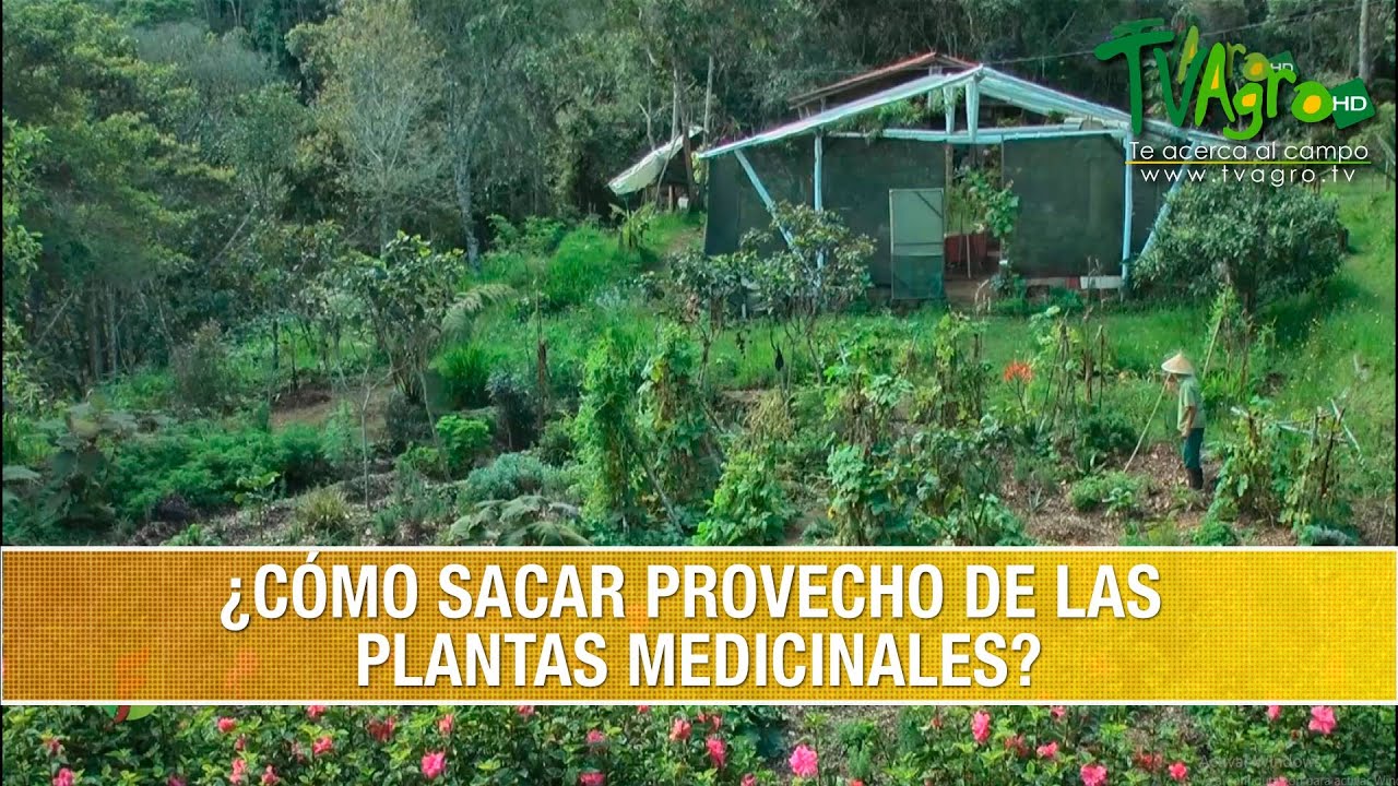 Como Sacar Provecho de las Plantas Medicinales- TvAgro por Juan Gonzalo Angel Restrepo