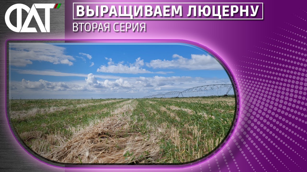Выращиваем люцерну. Вторая серия