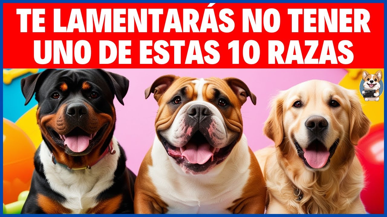 Las 10 Razas de Perros con Mejor Comportamiento que Desearías Tener🐶