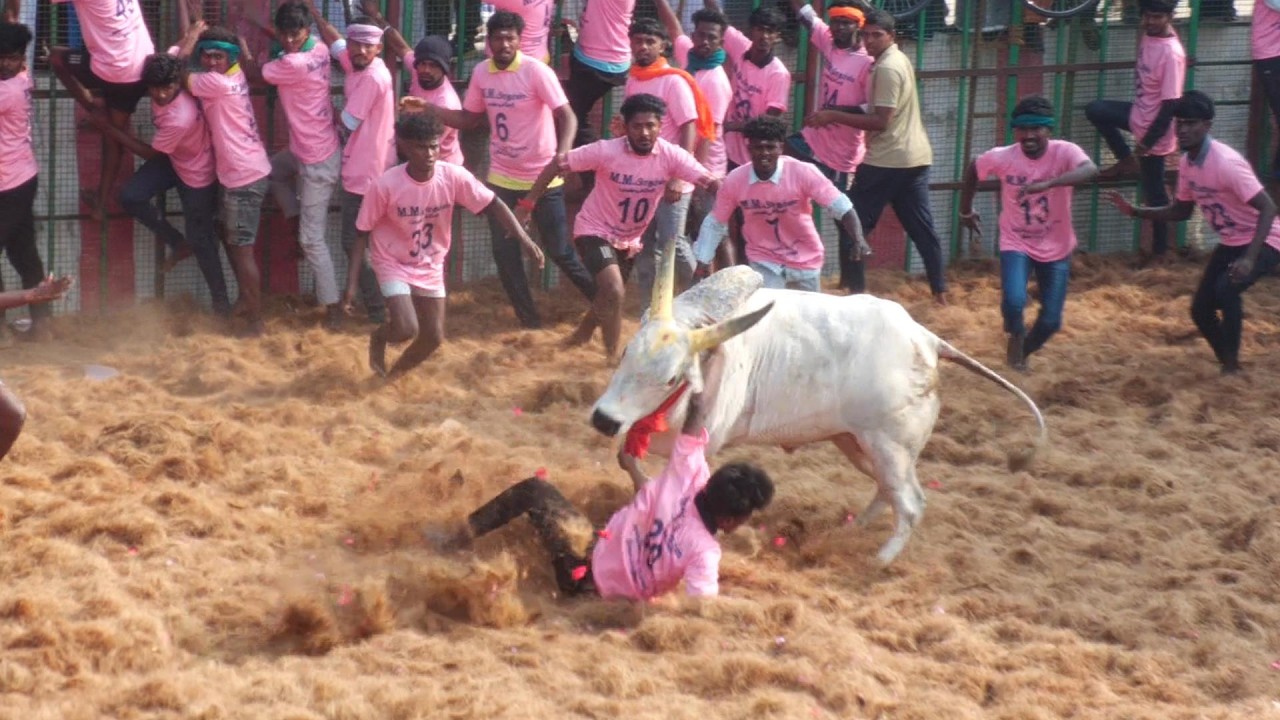 2026 இடையாத்தூர் ஜல்லிக்கட்டு வீடியோ 1 / Idaiyathur jallikattu Highlights 1