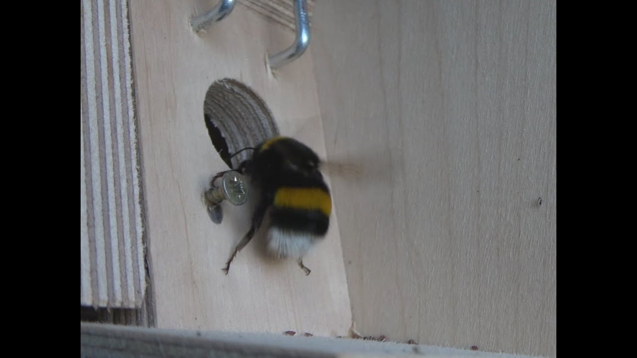 Bourdon #6 : Mon premier bourdon terrestre !