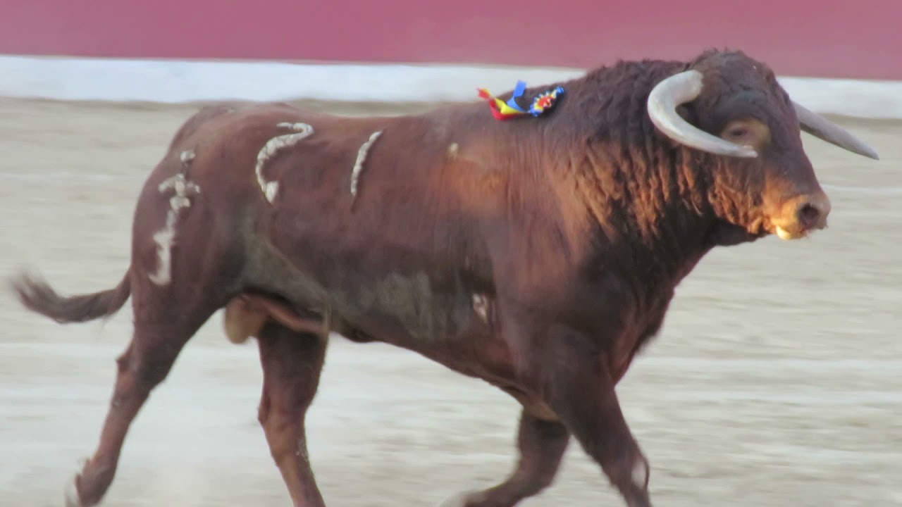 Corrida Coracora 06/08/2019