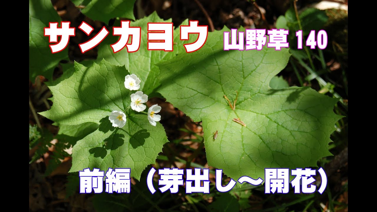 サンカヨウ前編(芽出し～開花)－山野草140
