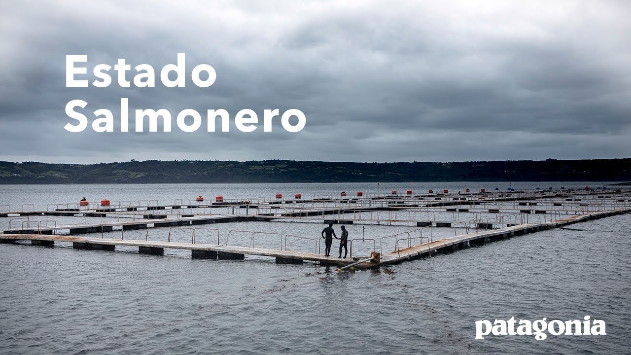 Estado Salmonero | Раскрытие коррумпированной лососевой индустрии в Чили
