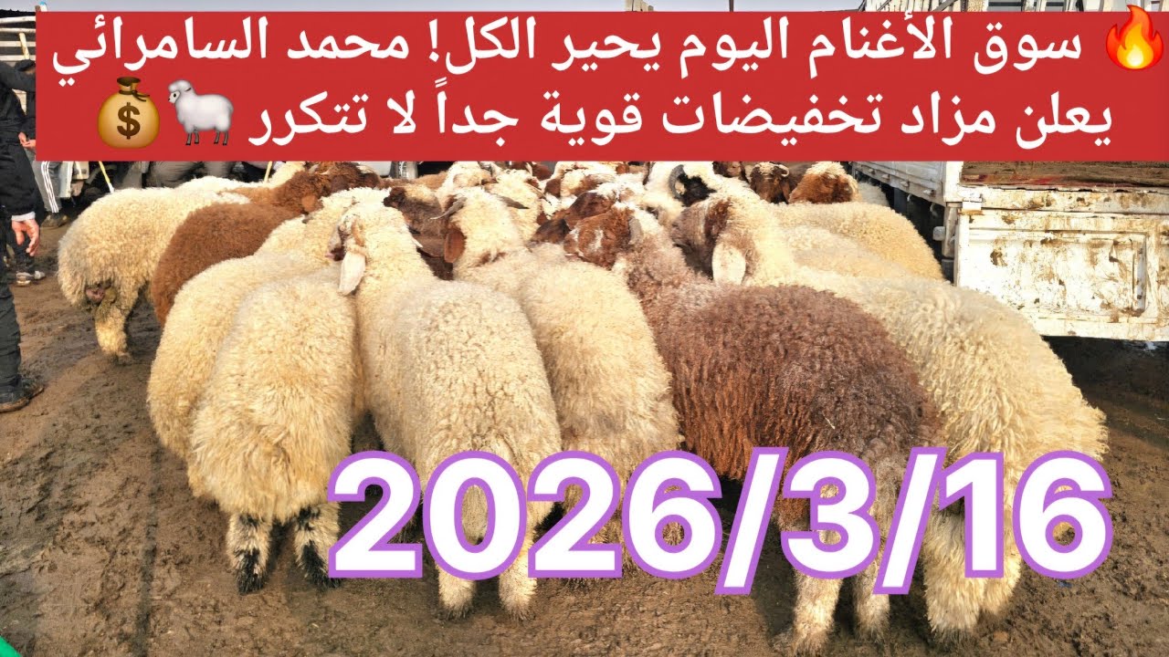 🔥 سوق الأغنام اليوم يحير الكل! محمد السامرائي يعلن مزاد تخفيضات قوية جداً لا تتكرر 🐑💰