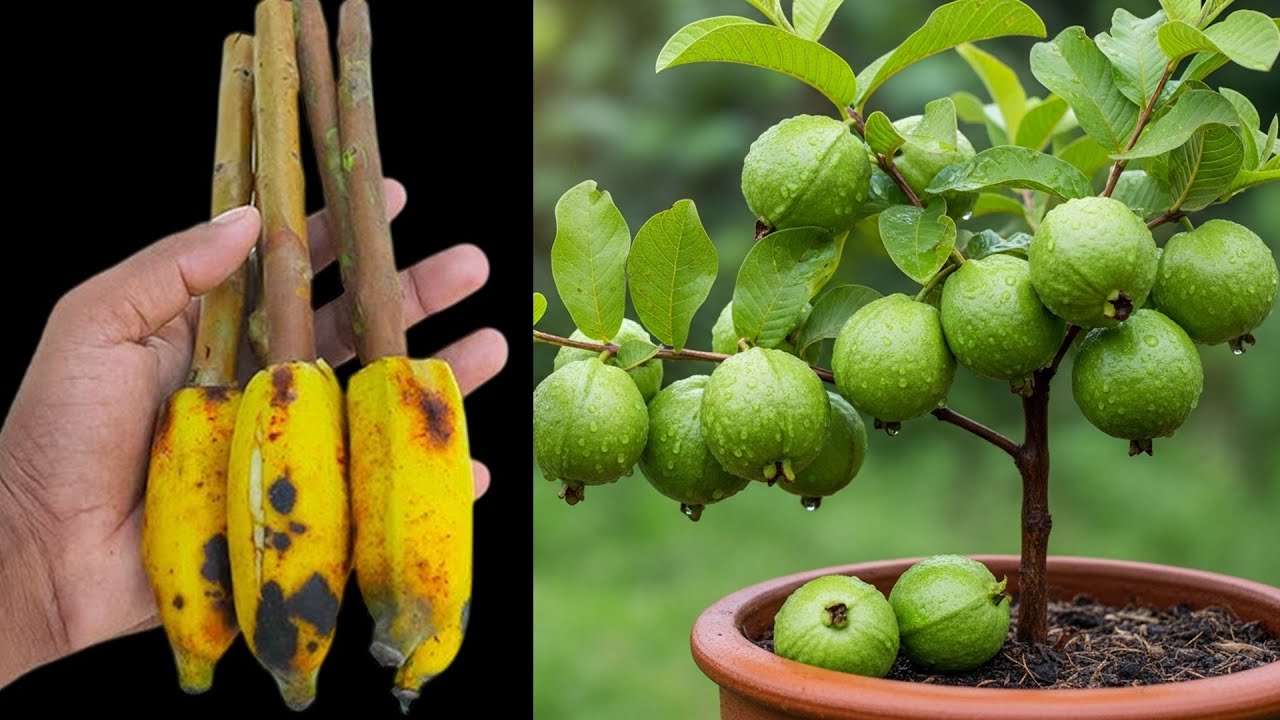 Growing a Guava Tree from Cuttings Using Banana (My Experience)