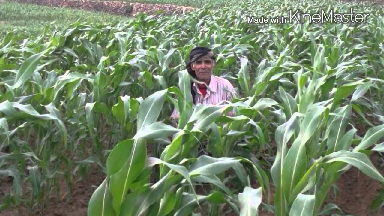 الربيعتين _ عرش