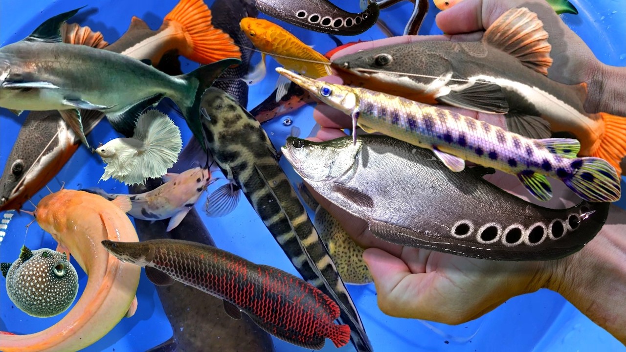 Bắt cá cảnh nước ngọt dễ thương, cá trân châu, cá ali, cá vàng, cá ngân long